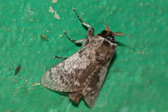 Image of Aidos amanda