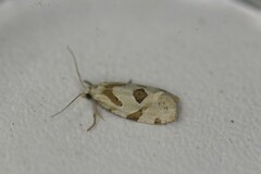 Aethes angustana