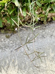Vicia acutifolia