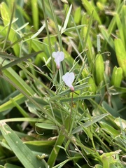 Vicia acutifolia