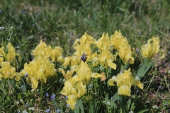 Iris pumila