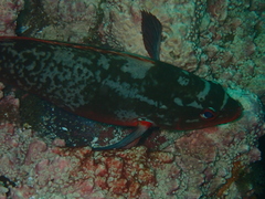 Cephalopholis colonus
