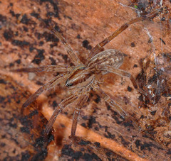 Zora silvestris
