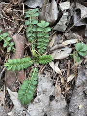 Agrimonia parviflora