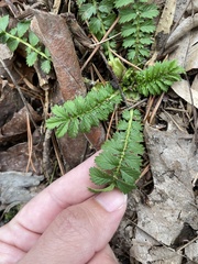 Agrimonia parviflora