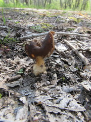 Helvellaceae