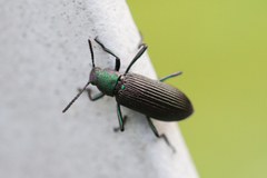 Strongylium haemorrhoidale