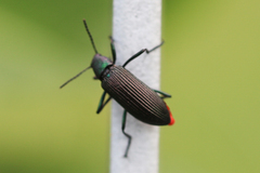 Strongylium haemorrhoidale