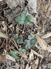 Sanicula canadensis