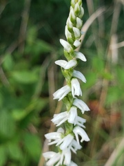Spiranthes vernalis