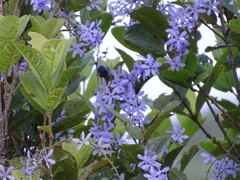 Petrea volubilis