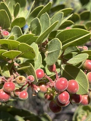 Arctostaphylos montereyensis