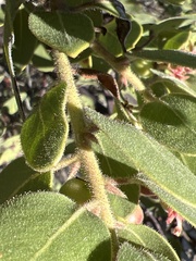 Arctostaphylos montereyensis