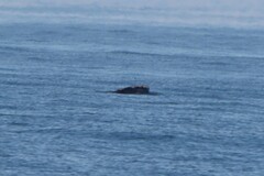 Eubalaena glacialis