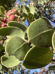 Arctostaphylos montereyensis