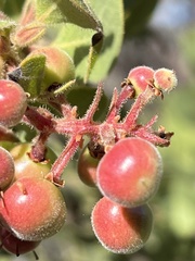Arctostaphylos montereyensis
