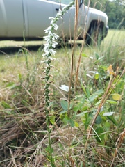 Spiranthes vernalis