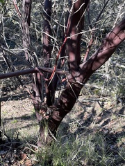 Arctostaphylos montereyensis