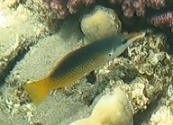 Gomphosus klunzingeri