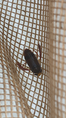 Hesperocorixa brimleyi