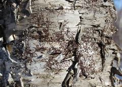 Frullania eboracensis