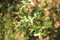 Pimelea altior