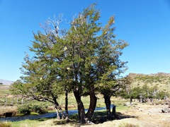 Nothofagus antarctica