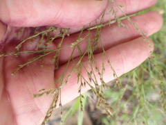 Lechea tenuifolia