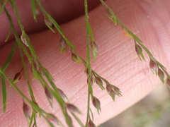 Lechea tenuifolia
