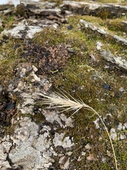 Elymus villosus