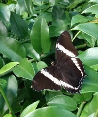 Siproeta epaphus trayja