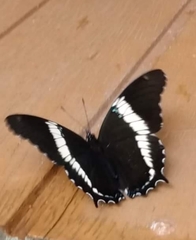 Siproeta epaphus trayja