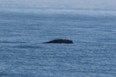 Eubalaena glacialis