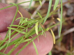 Lechea tenuifolia