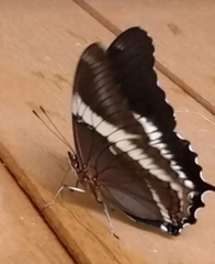 Siproeta epaphus trayja