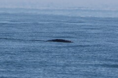 Eubalaena glacialis