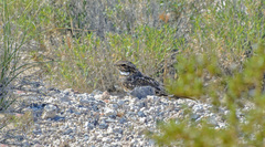 Chordeiles acutipennis