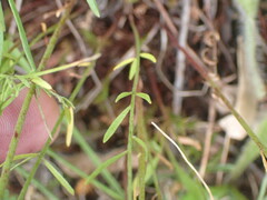 Lechea tenuifolia