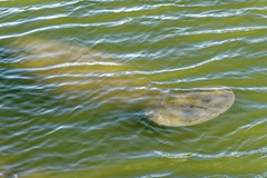 Trichechus manatus