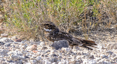 Chordeiles acutipennis