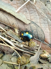 Labidomera suturella