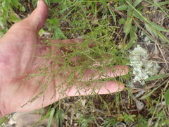 Lechea tenuifolia