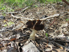 Helvellaceae