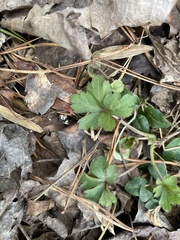 Sanicula canadensis