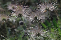 Pulsatilla grandis