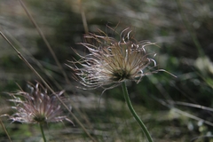 Pulsatilla grandis
