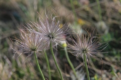 Pulsatilla grandis