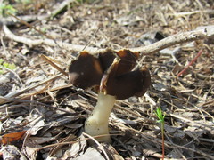 Helvellaceae