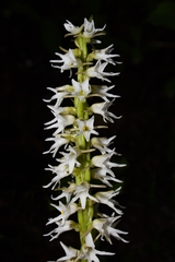 Peristylus constrictus