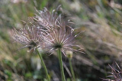 Pulsatilla grandis